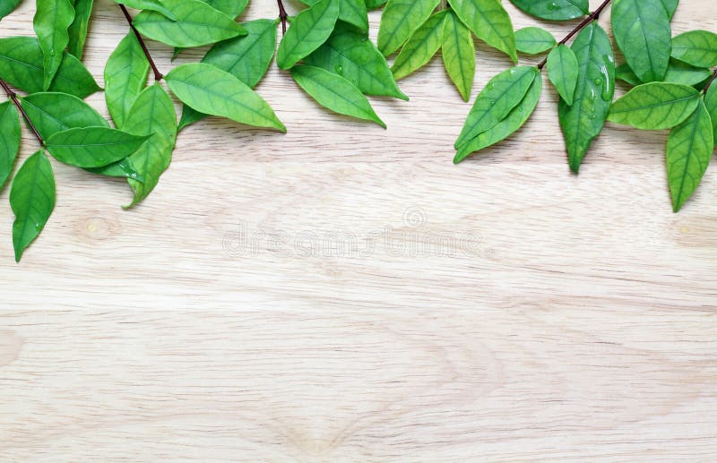 Green leaves on the wood background