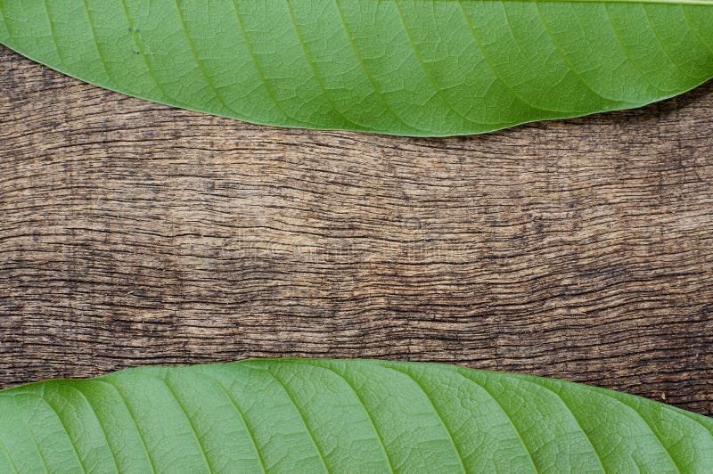 Green leaves on the wood stock photo. Image of detail 48919078