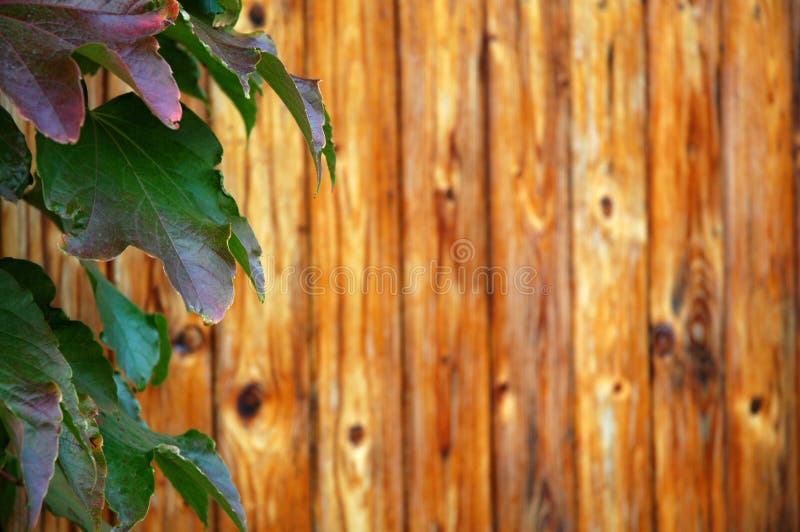 Green leaves and wood stock photo. Image of green, wooden 101758724