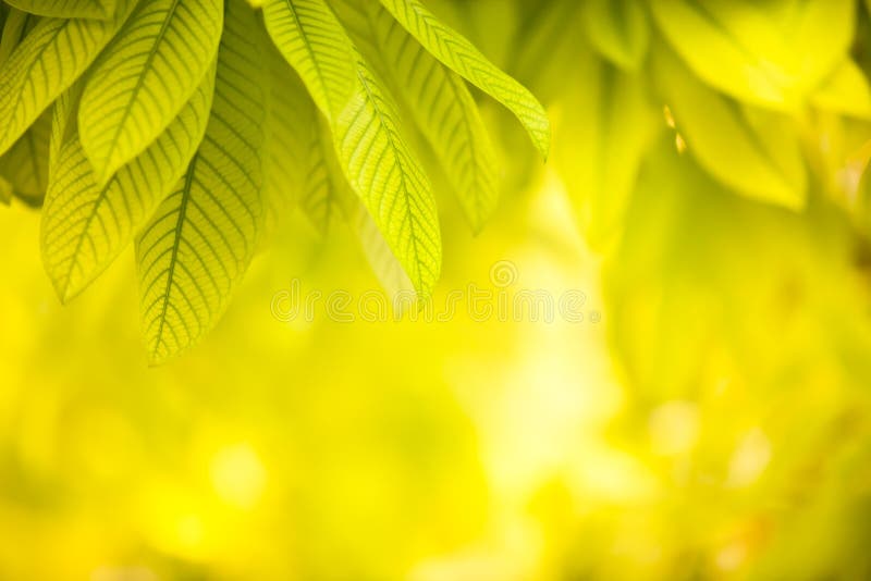 Green leaves on yellow background