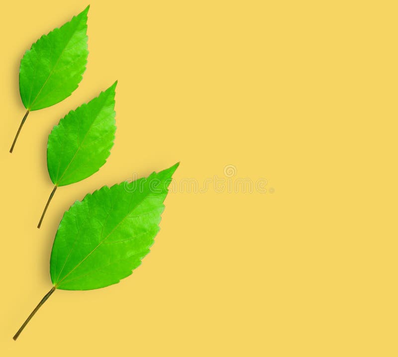 Green Leaves on Yellow Background Stock Photo Image of fresh, garden