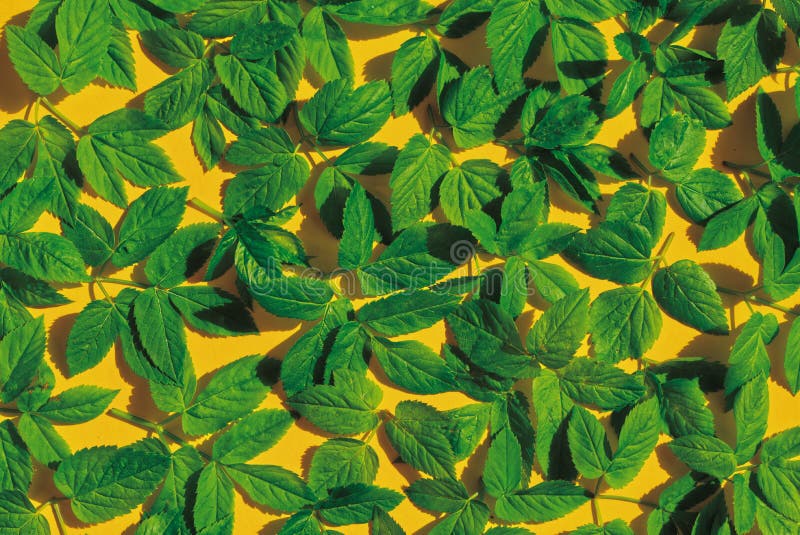 Green Leaves on Yellow Background. Stock Image Image of abstract