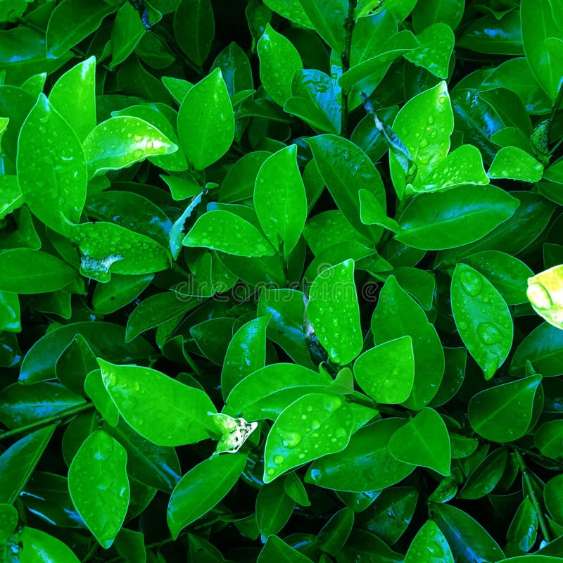 478 Lef Photos Free Royalty Free Stock Photos From Dreamstime