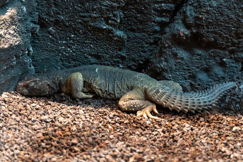 A green Leiptien`s Spiny Tailed Lizard sleeping on a ground in the rocks very close up Uromastyx aegyptia leptieni.