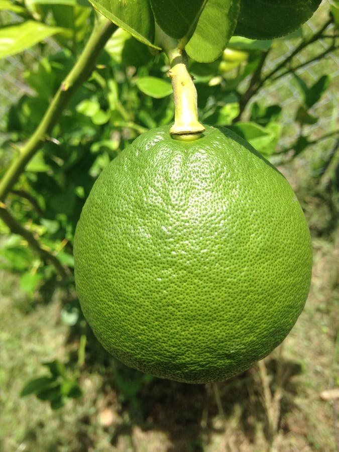 Green Lemon stock image. Image of vine, color, lemons 95080899
