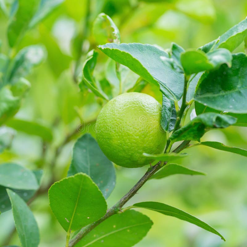 Vibrant Green Lemon Hanging On Tree Stock Image Image of fresh