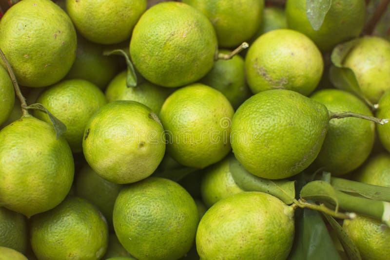 Green Lemons Harvest from the Garden, Fruit Healthy Stock Photo Image