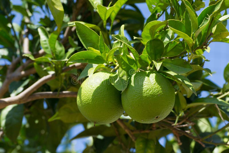 Green lemons stock photo. Image of yellow, green, summer 44575718