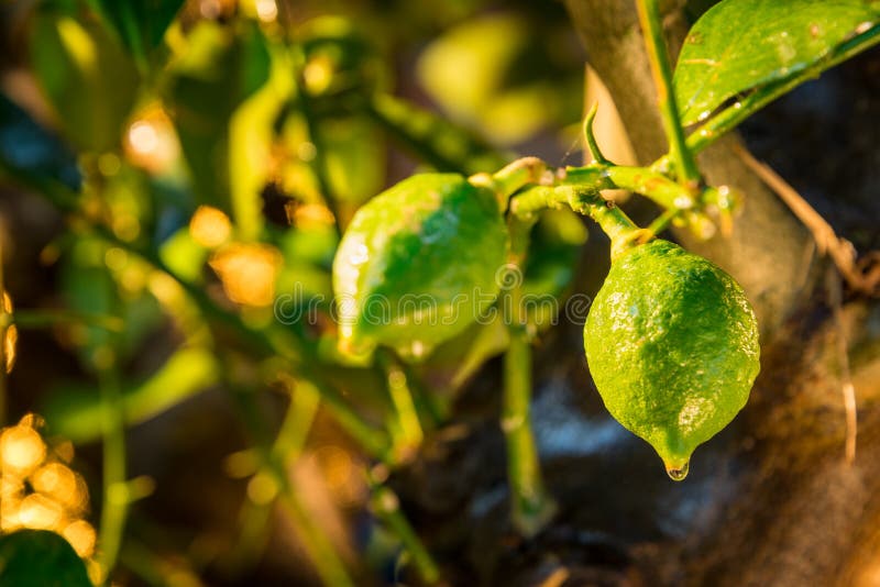 Green Lemons, Then Will Be Yellow Stock Photo Image of cultivated