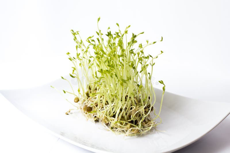 Green lentils sprouts