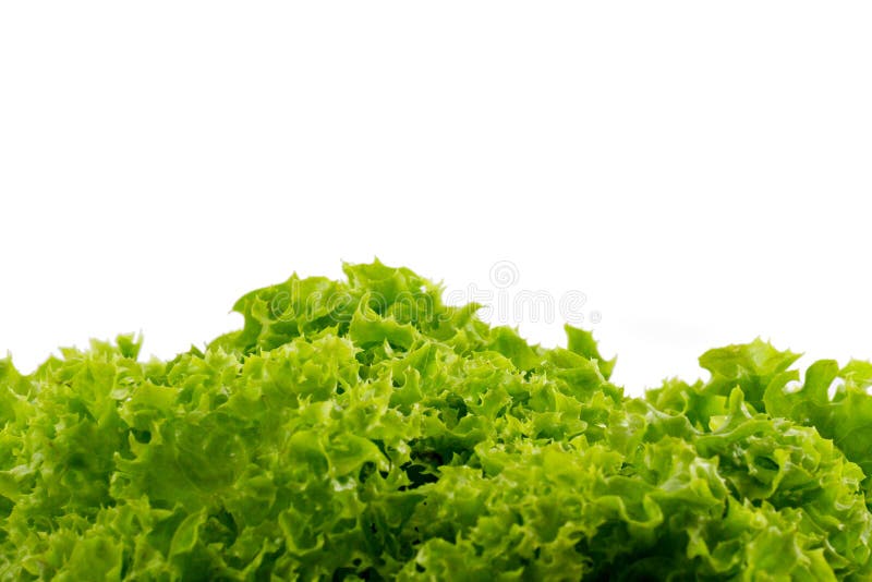 Green lettuce