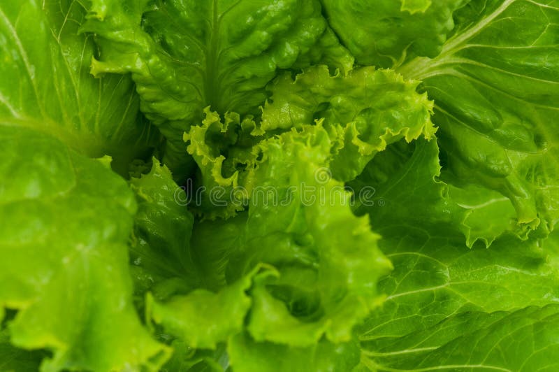 Green lettuce stock image. Image of organic, garden, object - 26799969