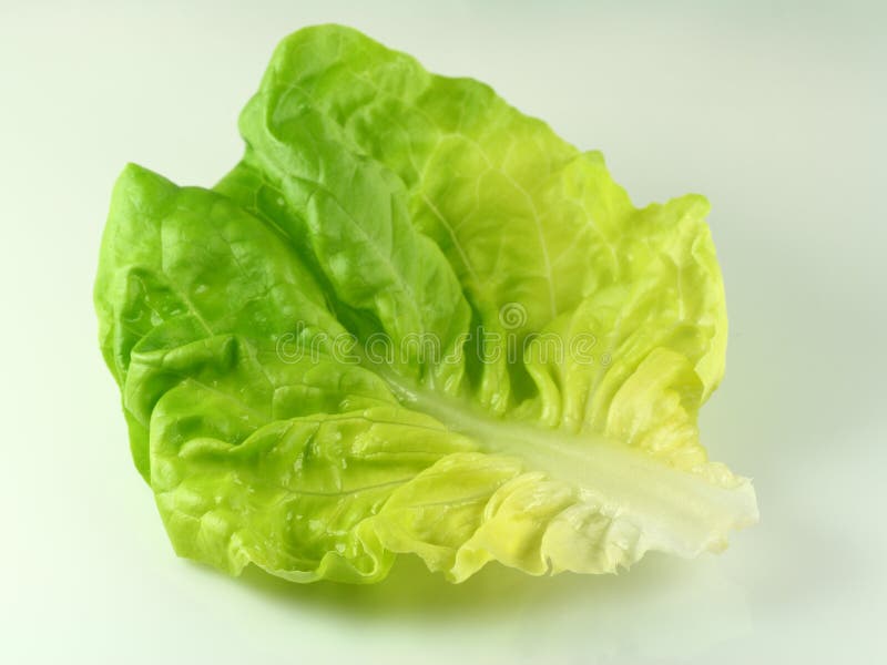 Green lettuce