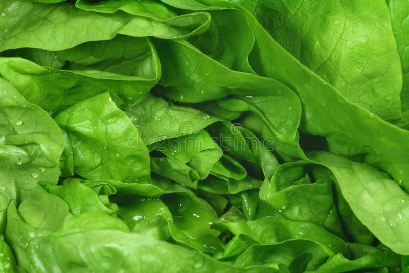 Green lettuce