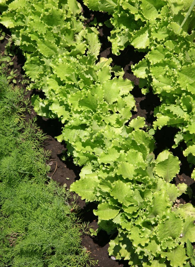 Green lettuce