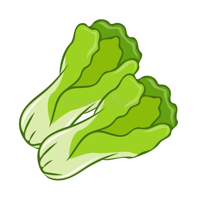Green lettuce stock illustration. Illustration of leaves - 15955408