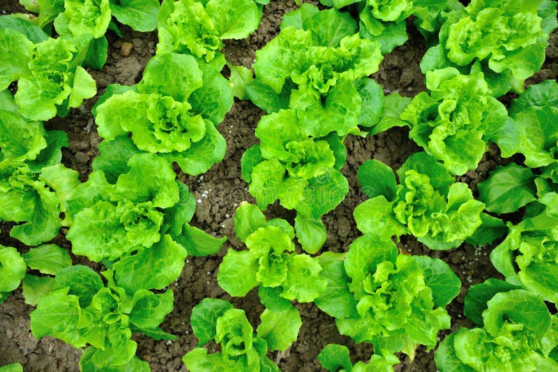 Green lettuce field stock photo. Image of water, outdoor 50684098