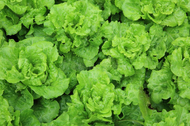 Green lettuce field stock image. Image of green, closeup 54276005