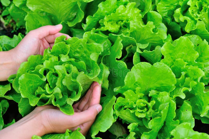 Hands Picking Green Indian Lettuce Vegetable Garden Stock Photos Free