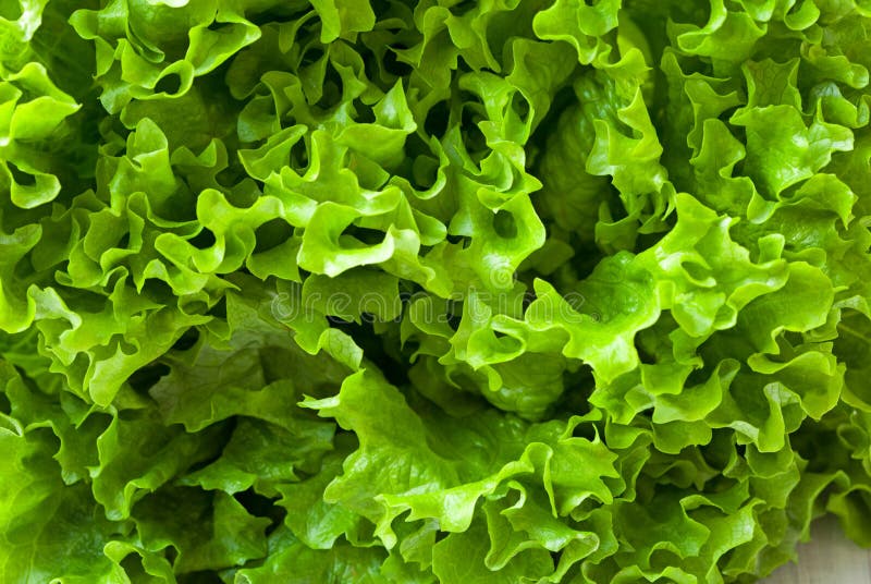 Green lettuce stock photo. Image of vitamin, chlorophyll 38521546