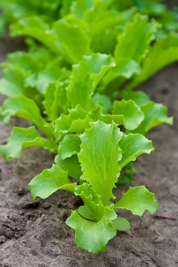 Green Lettuce on a Garden Bed Stock Photo Image of kitchen, growth