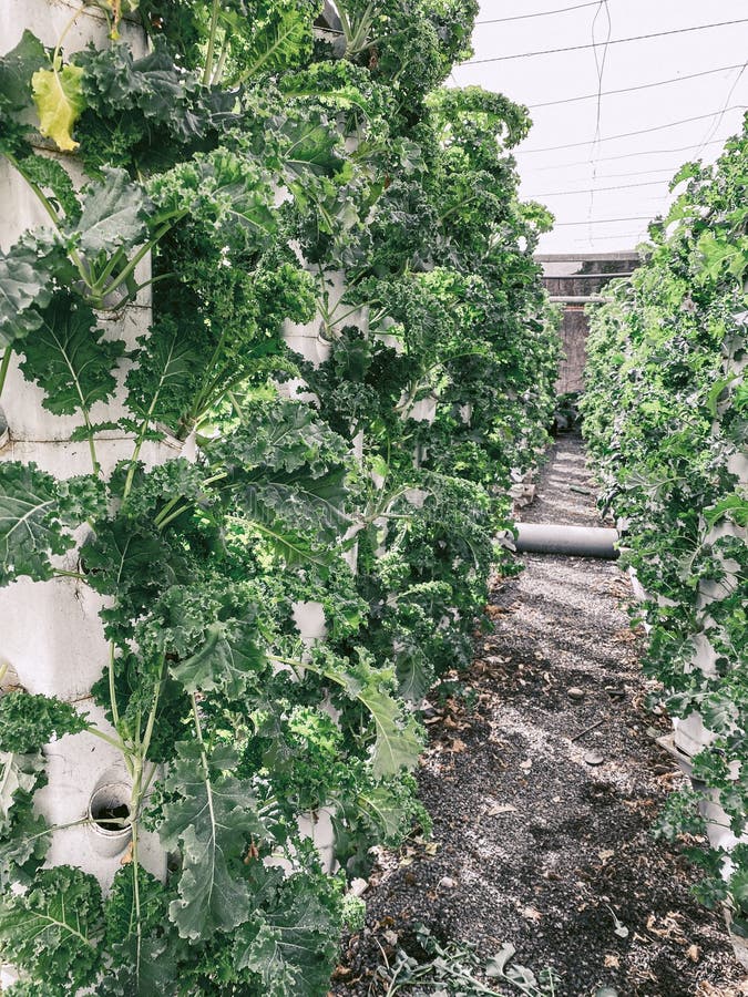 Green Lettuce Growing on Hydroponic System Stock Photo Image of
