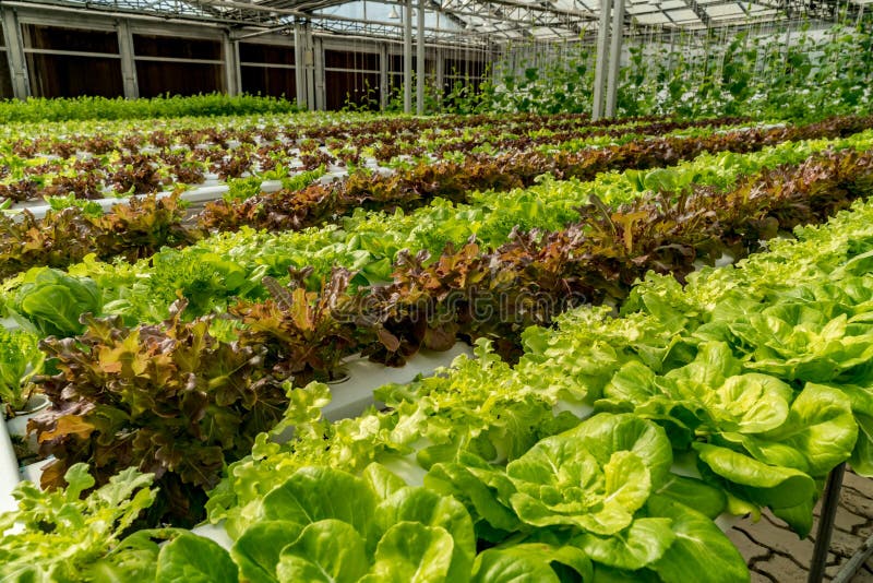Green Lettuce in Hydroponics Farm Stock Image Image of lettuce