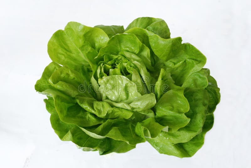 Green lettuce isolated