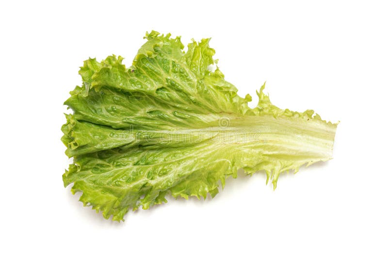 Green lettuce leaf stock photo. Image of lettuce, gourmet 188219944
