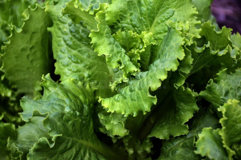 Green lettuce leaves stock photo. Image of home, natural 128988852