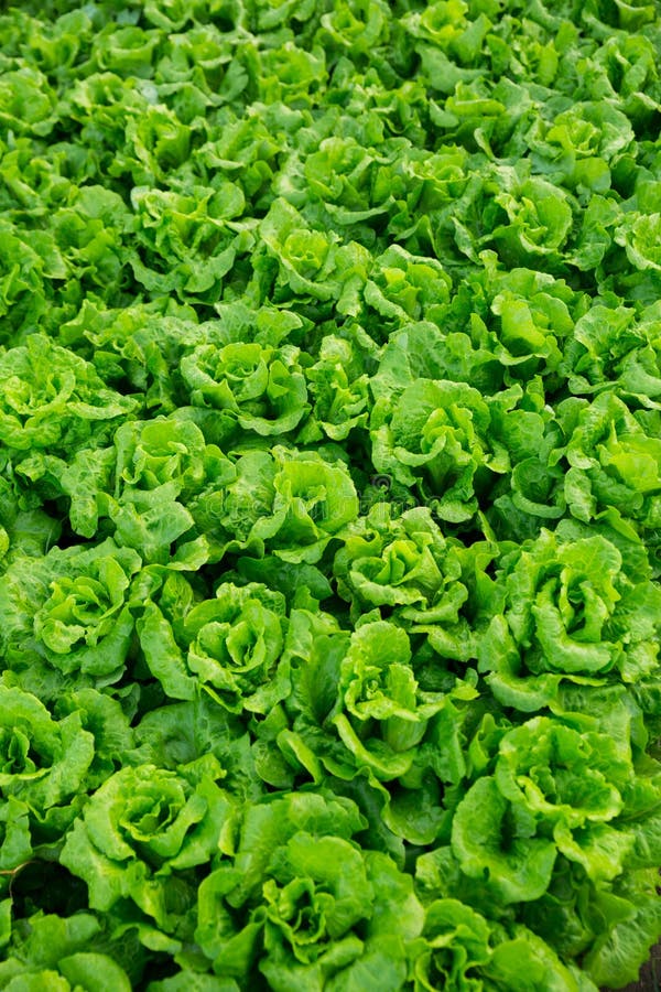 Green lettuce field stock image. Image of organic, field 40511795
