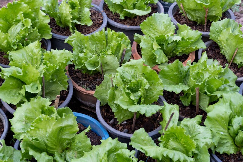 Green Lettuce Plant Growing in the Nursery Pot Plant Stock Photo Image of natural, cultivation
