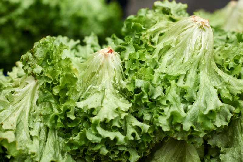 Green lettuce salad stock photo. Image of diet, salad 30507294