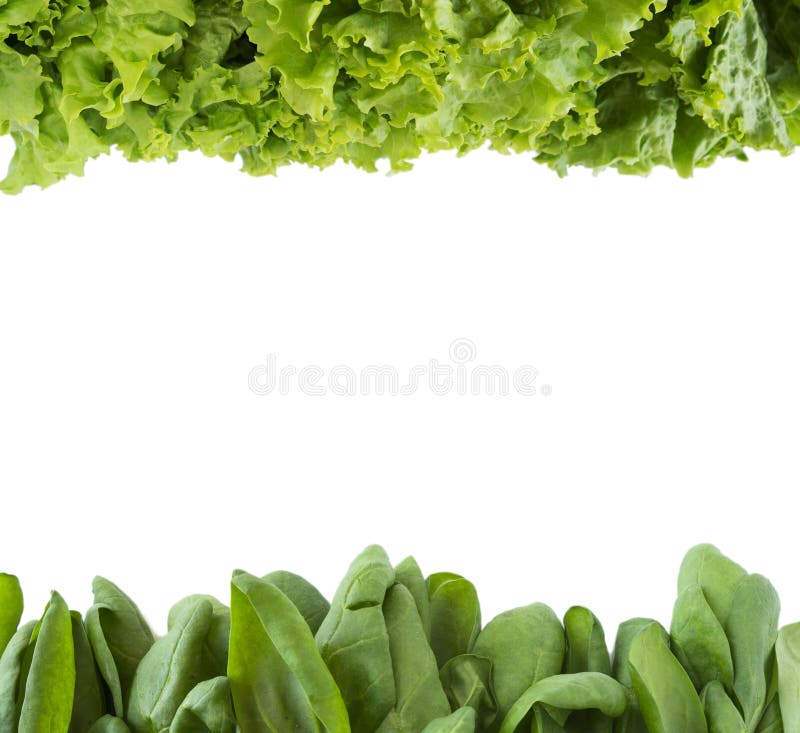 Green Lettuce and Spinach at Border of Image with Copy Space for Text