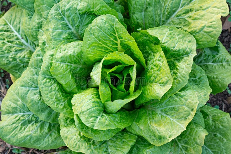 Green lettuce stock image. Image of cultivate, garden 65268661