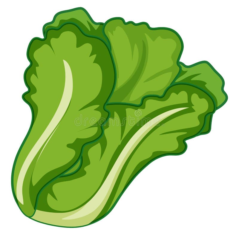 Green Lettuce on White Background Stock Vector - Illustration of clip ...