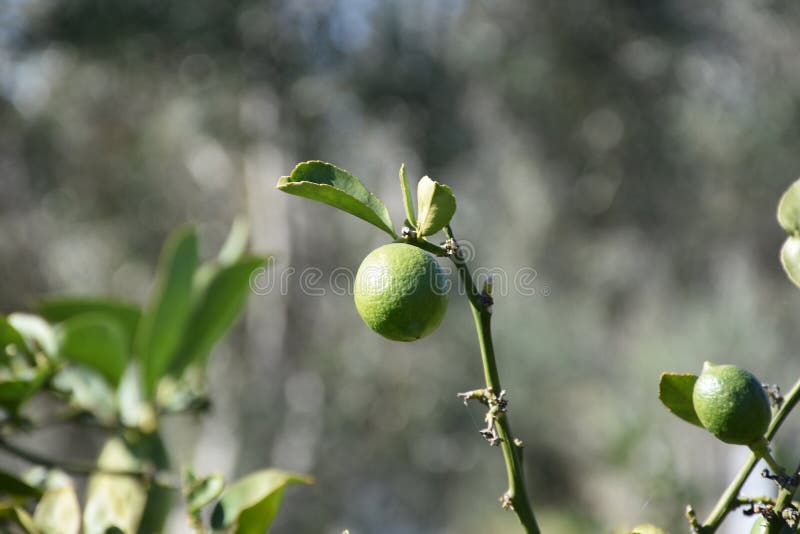 Green Lime Growing on a Tree in Southern California Stock Image Image of green, agricultural