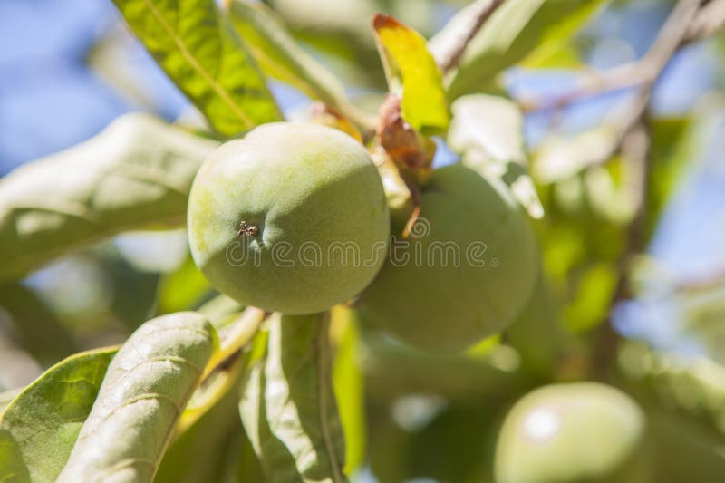 Mere verzi mici în ramură. soi de armăsar stock images