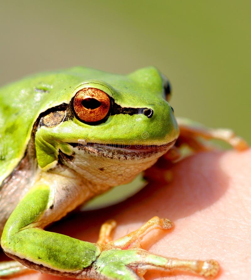 Green Little Frog stock photo. Image of animal, eyes, stuff - 867702