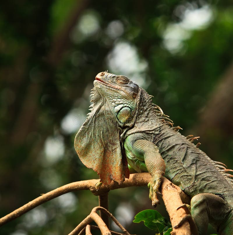 Green lizard sleeping on branch