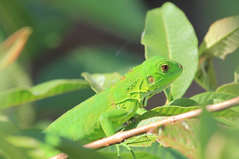 Green lizard royalty free stock photos