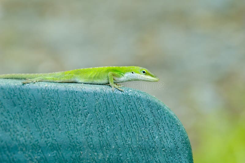 Green Lizard