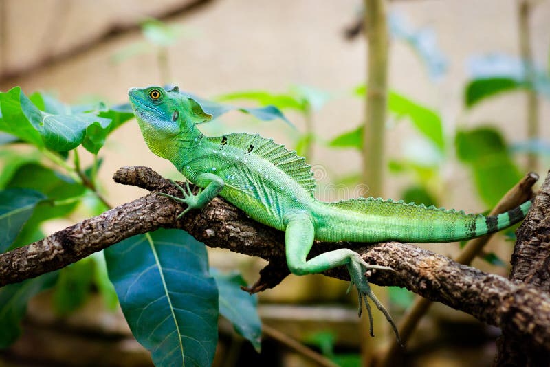 https://thumbs.dreamstime.com/b/green-lizard-basiliscus-sitting-branch-green-leaves-30224640.jpg