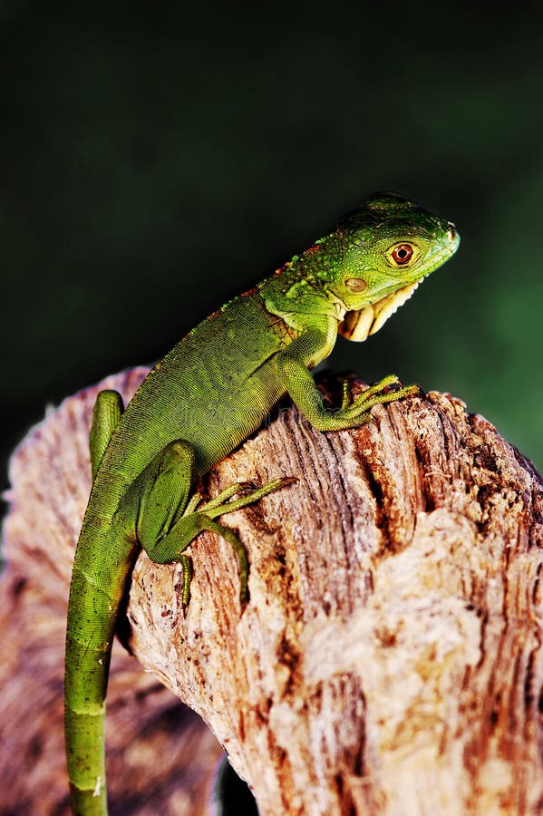 A Green Lizard Crawling Up a Branch Stock Image Image of green, head