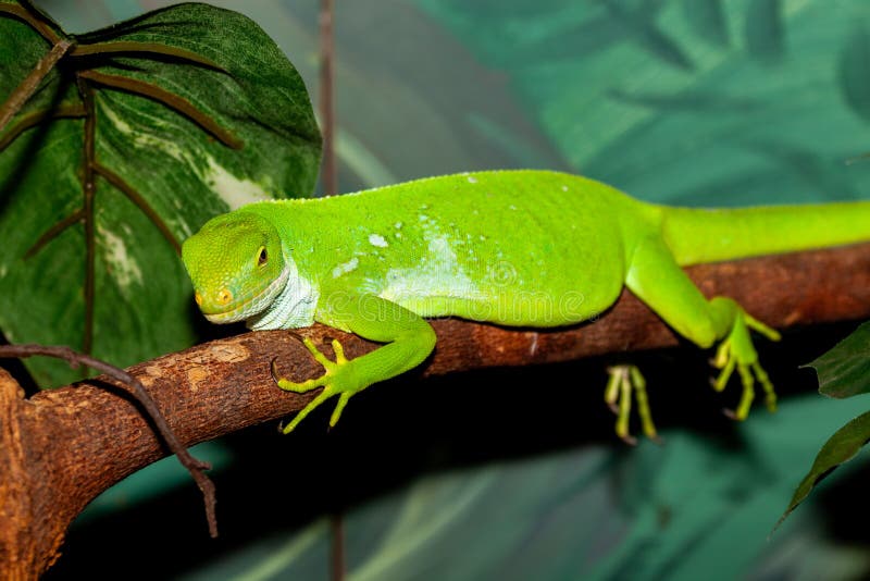 Lizard florida anole stock photo. Image of anole, insect 954102