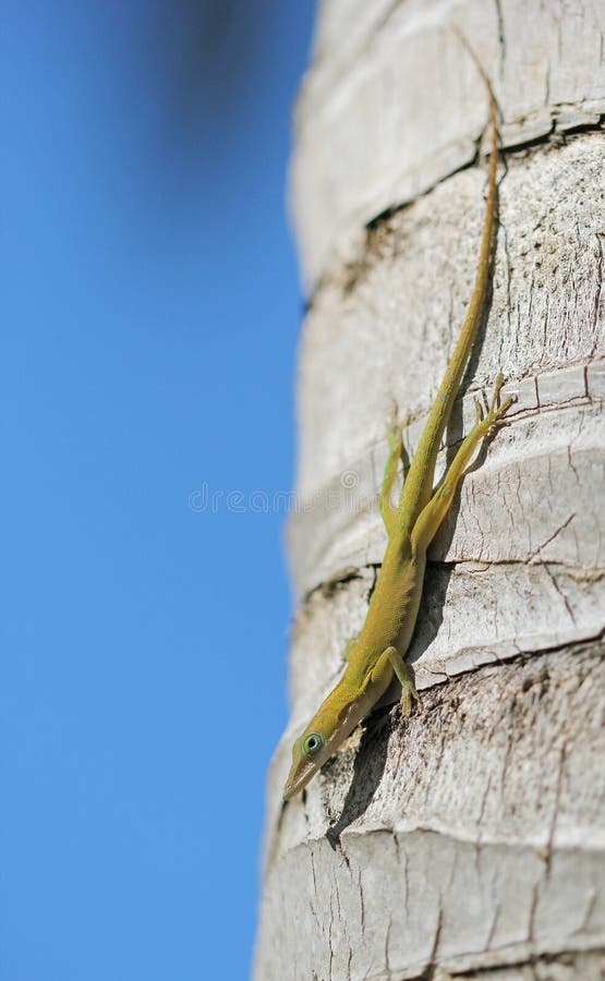 Thesmall green lizard laying on the palm ander the sanshine