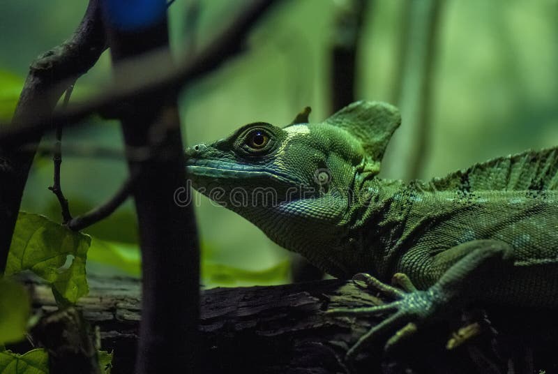 Green lizard, little dinosour