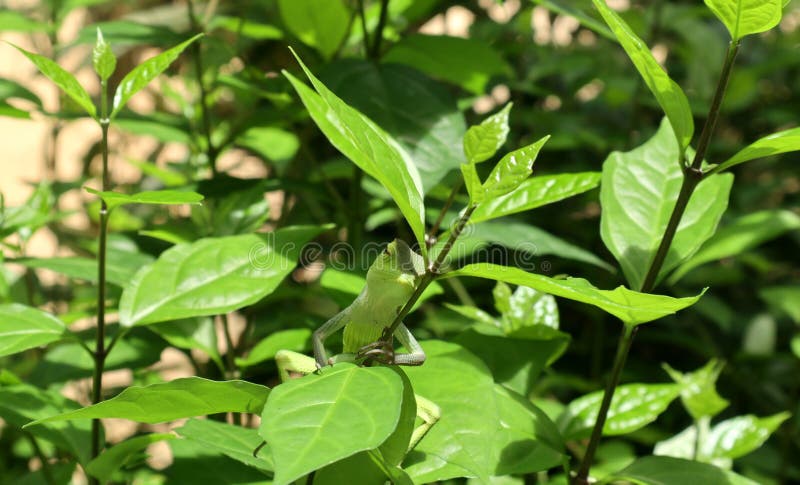 A green lizard sleeping while holding and lying on a branch under a leaf at the top of a branch in the sunny day