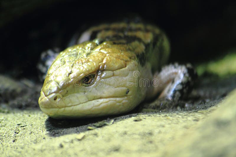 green lizard (Tiliqua gigas)