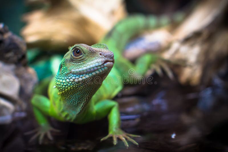 Green lizards